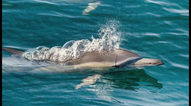 Dolphin & Nature Tour
