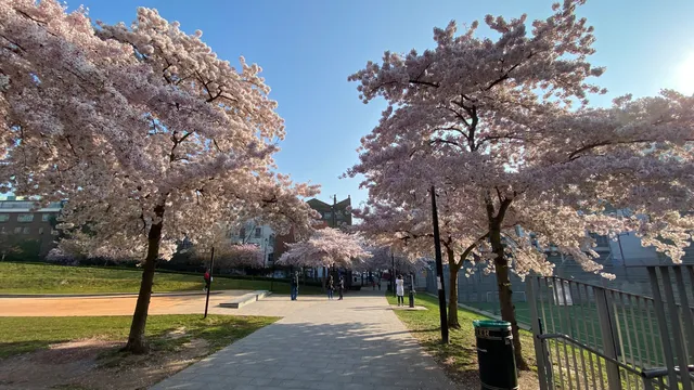 Swiss Cottage open space