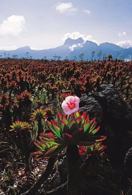 Parque Nacional Serranía La Neblina
