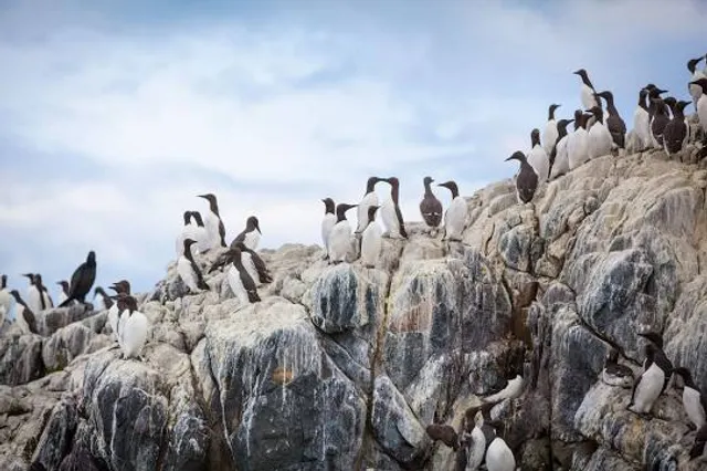 Golden Gate Farne Islands Boat Trips