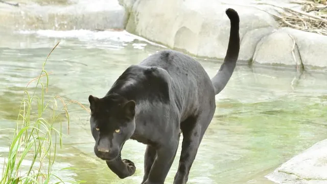 Parrot World - Le parc animalier immersif