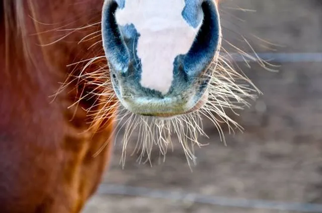 Besser Museum for Northeast Michigan