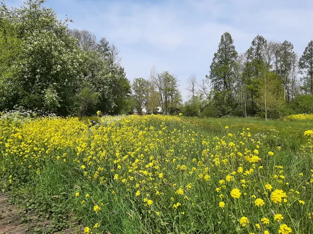 Park Huis te Kinderdijk