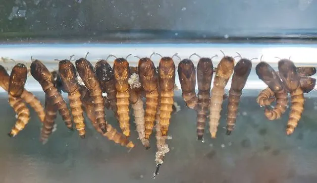 Malacological Museum Piceno