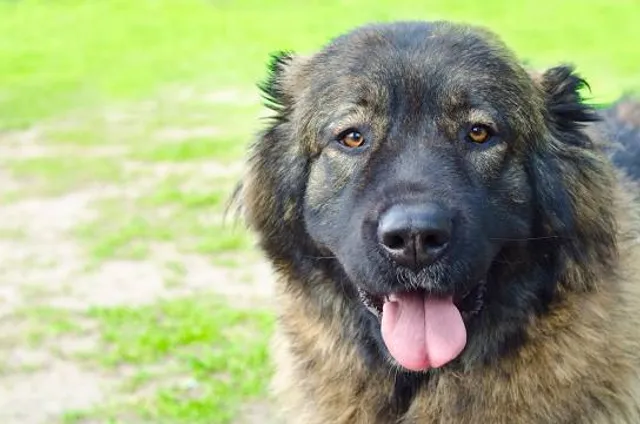 O. V. Vijayan Memorial