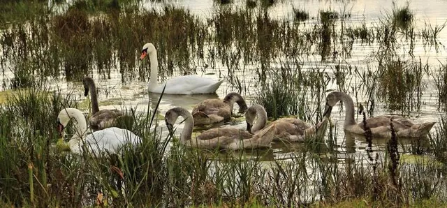 Elmley National Nature Reserve