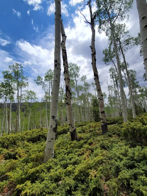 Pando Aspen Tree