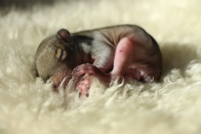 Second Chances Wildlife Center