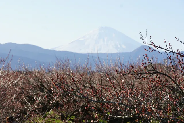 Soga Bessho Plum Festival Tourism Association