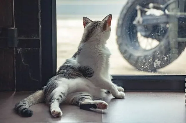 Museo Universitario Alejandro Rangel Hidalgo Nogueras, Comala