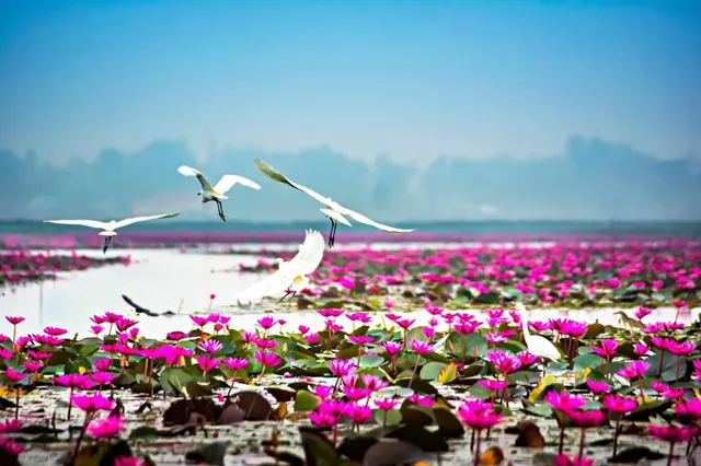 Nong Han Kumphawapi Lake