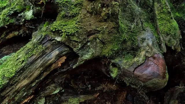 Carbon River Rainforest Trail