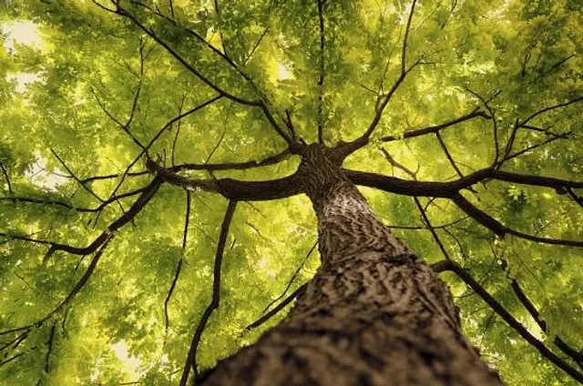 Hamza Park and Arboretum