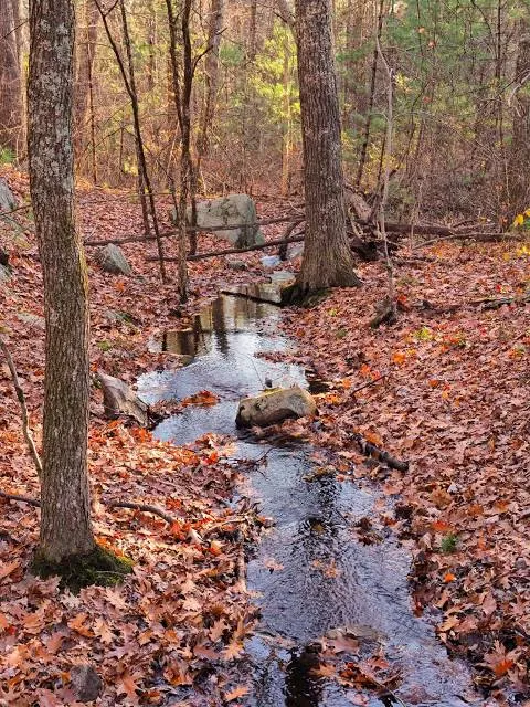 Harold Parker State Forest