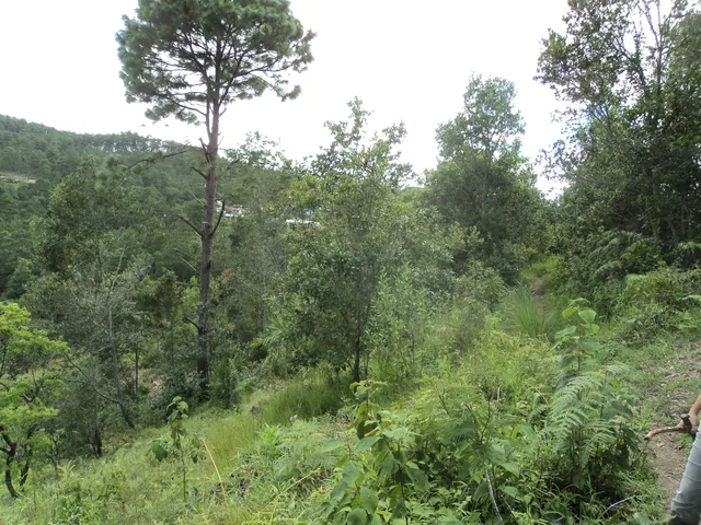 Museo de Entomología del CURLA