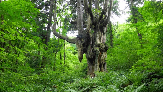 Chichi-sugi Japanese Cedar (Iwakura Shrine)