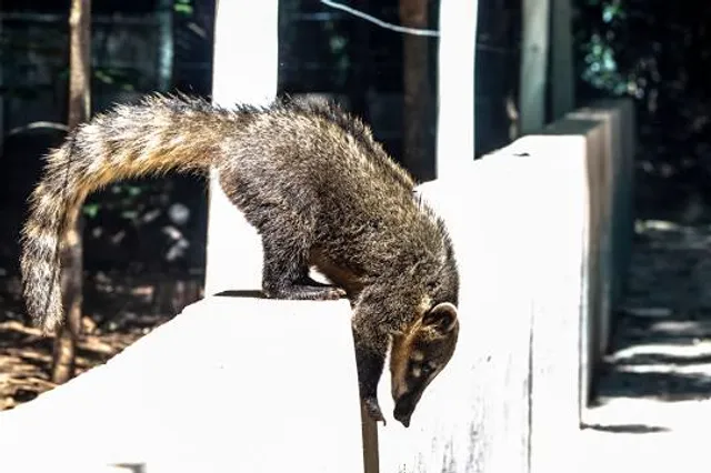 Municipal Bosque Rangel Pietraroia
