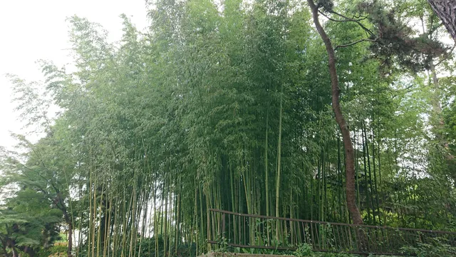 photo-3