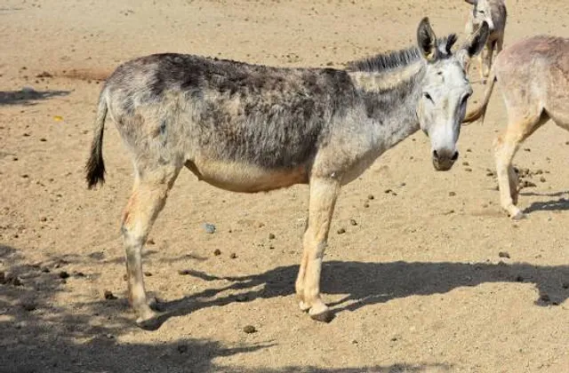 Donkey Sanctuary Aruba