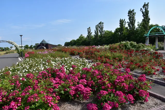 Haboro Rose Garden