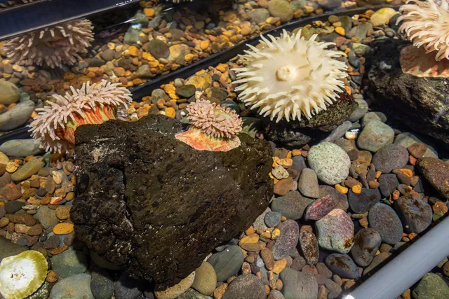 Breazeale Interpretive Center and Aquarium