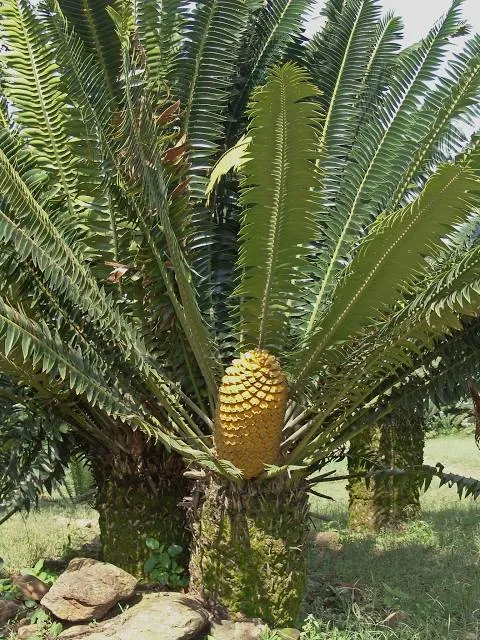 Modjadji Nature Reserve