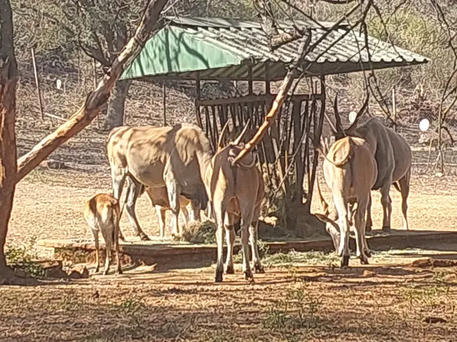 Friends of the National Zoo