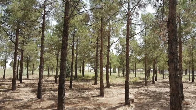 پارک جنگلی دکتر کردوانی