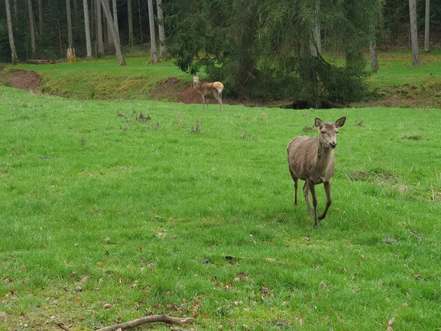 Wildgehege Faberhof