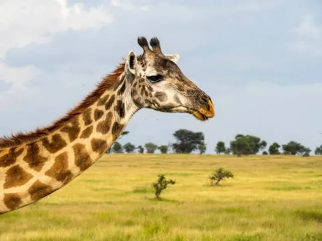 Espace zoologique de La Boissière-du-Doré
