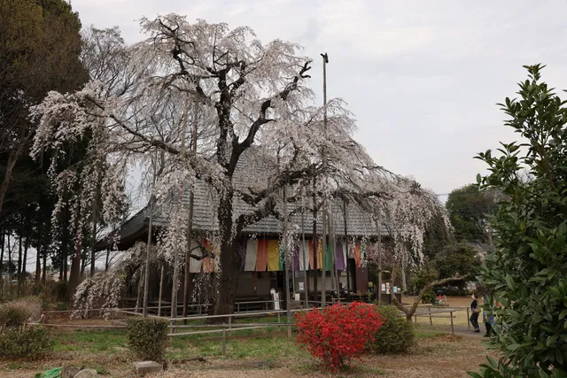 Jigen-ji Temple