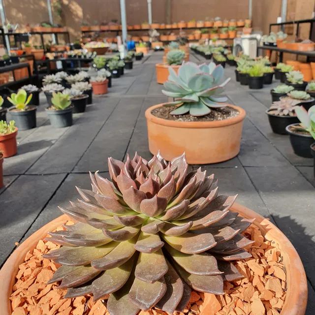 Nosso Jardim - Cactos e Suculentas