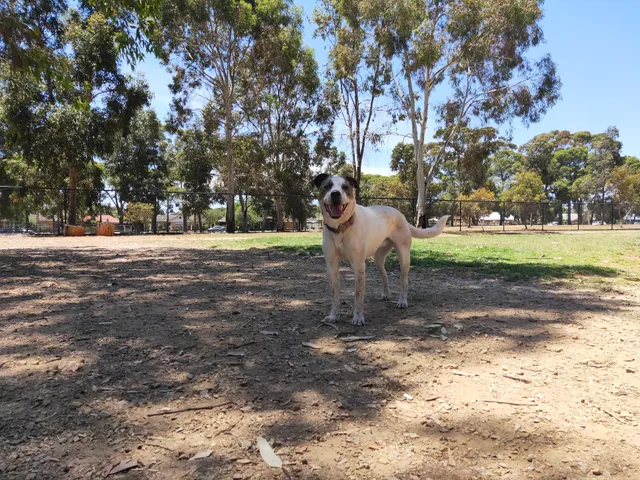 Pooraka Triangle Dog Park