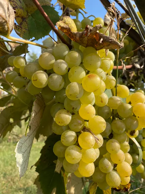 Waterman Winery & Vineyards, Inc.