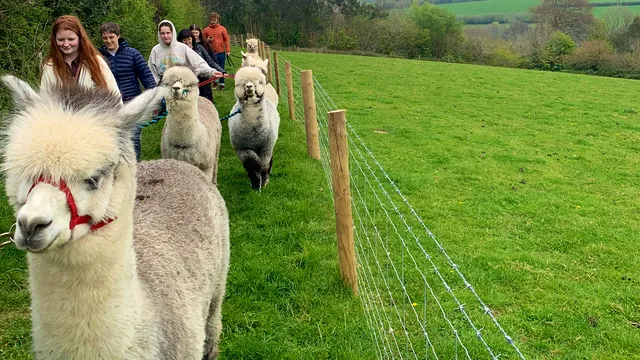 Bohetherick farm Alpaca Trekking