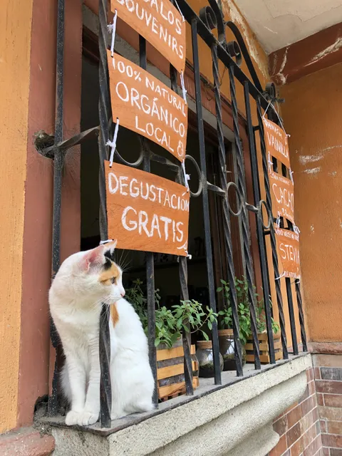 nobi - Pedacito de Guatemala