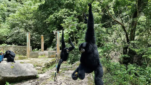 Taman Wisata Kera Sibaganding