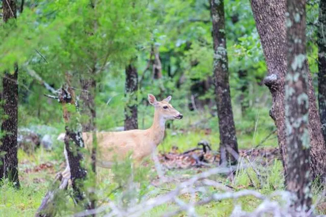 Lake Eufaula State Park Arrowhead Area
