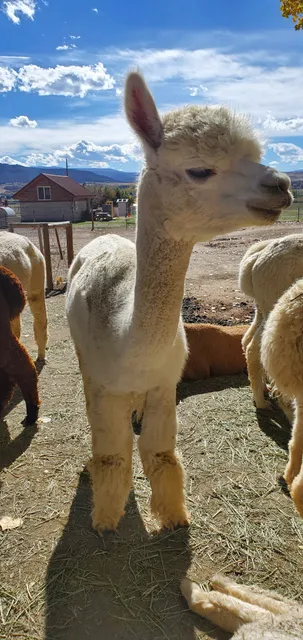 Sopris Alpaca Farm