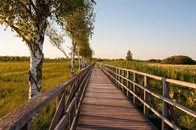 Federseesteg Bad Buchau