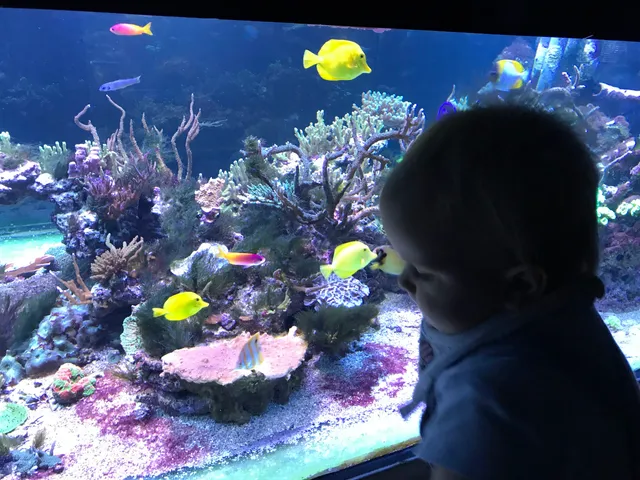 Acuario de la Universidad de Murcia