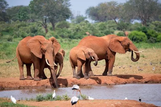 Babile Elephant Sanctuary