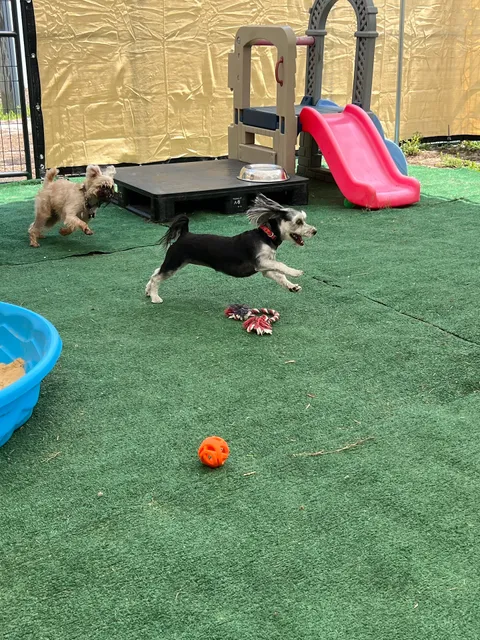 Small Paws Relax Inn