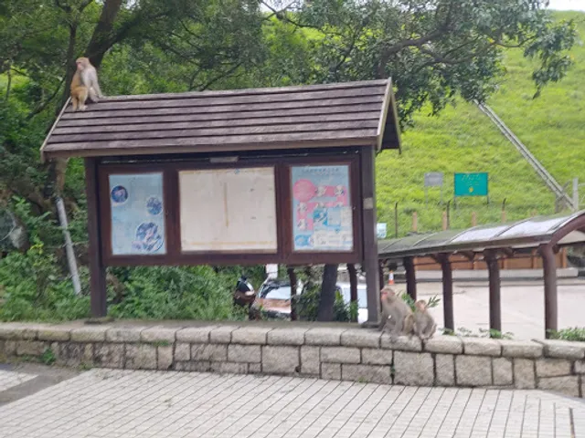 Shing Mun Reservoir Walk