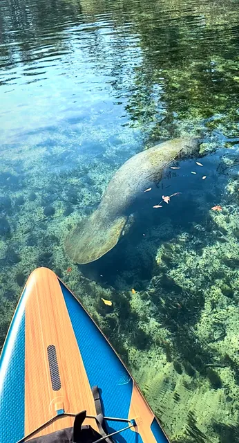 Manatee Paddle Rentals & Tours