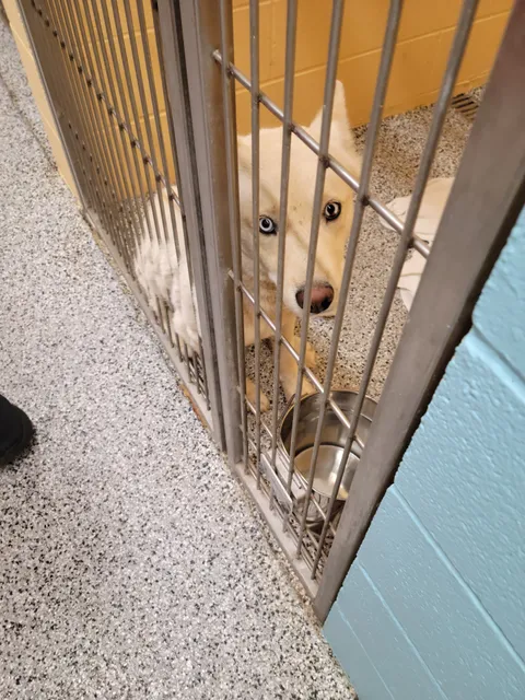 Little Elm Animal Shelter