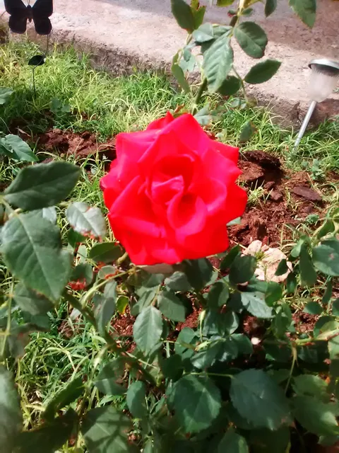 Kermit City Parks & Cemetery