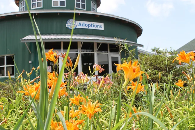 Greenville County Animal Care