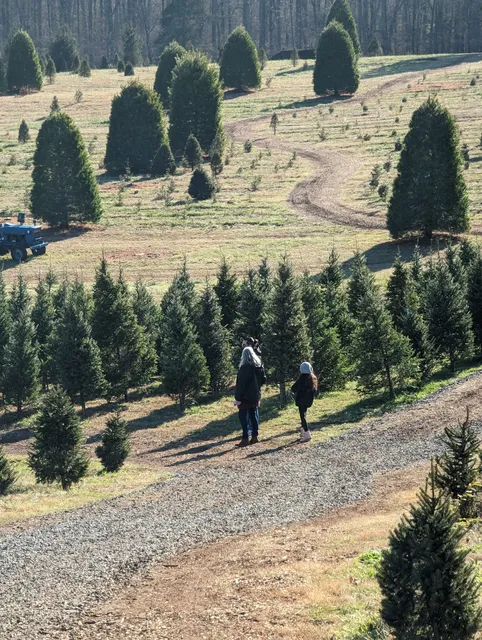 Belmont Christmas Tree Farm