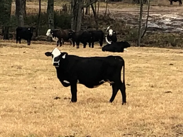 Rutherford Land and Cattle